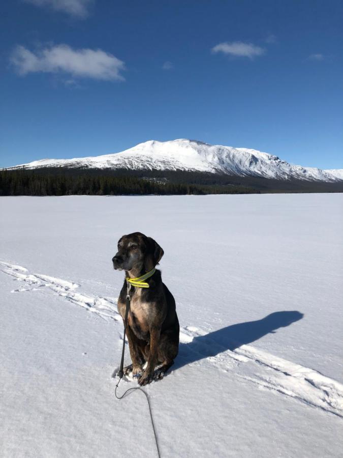 Valagardens Vaerdshus Och Camping Ab Vålådalen Eksteriør bilde